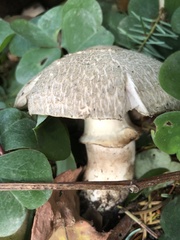Agaricus hondensis