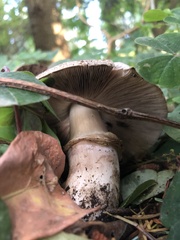 Agaricus hondensis