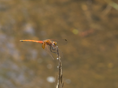 Trithemis pluvialis