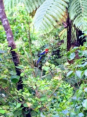 Platycercus eximius eximius