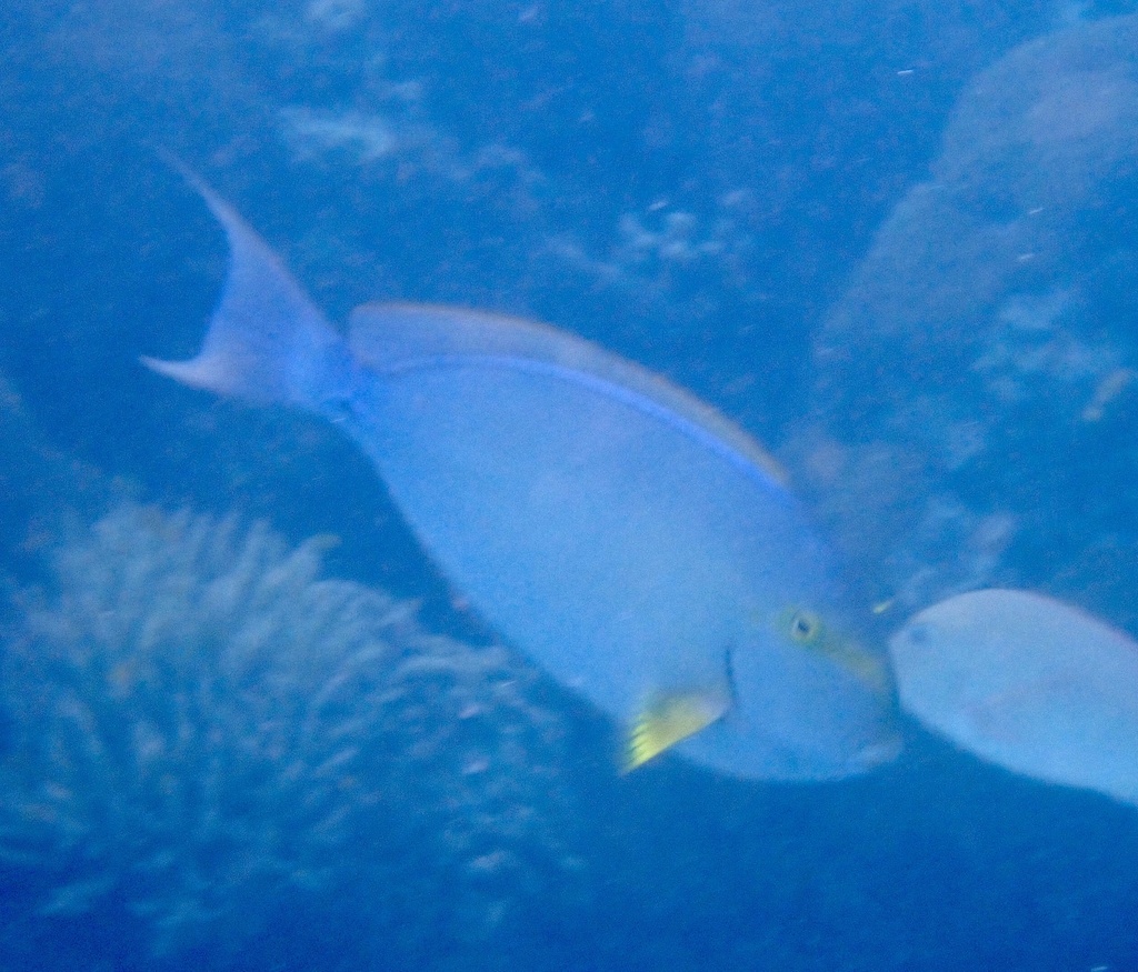 Yellowfin surgeonfish