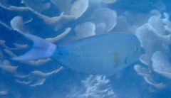 Acanthurus xanthopterus