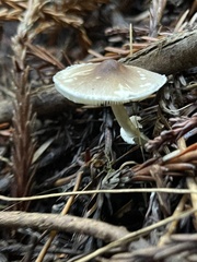 Lepiota castaneidisca