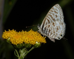 Leptotes pirithous