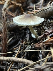 Lepiota castaneidisca