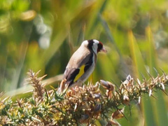 Carduelis carduelis britannica
