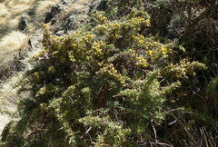 Helichrysum horridum