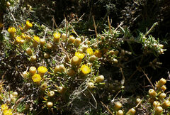Helichrysum horridum