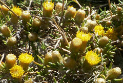 Helichrysum horridum