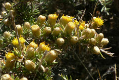 Helichrysum horridum