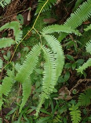 Gleichenella pectinata