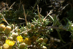 Helichrysum horridum
