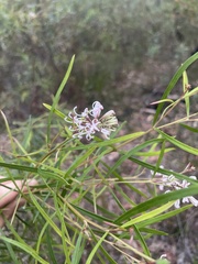 Grevillea linearifolia