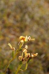 Diuris picta