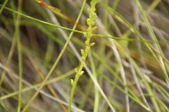 Microtis eremaea