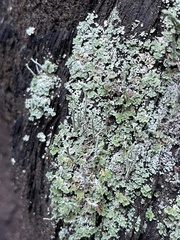 Cladonia coniocraea