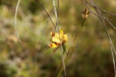 Diuris picta