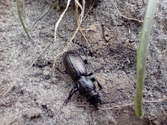 Mecodema sculpturatum