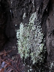 Cladonia coniocraea