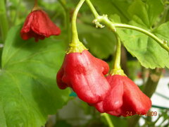 Capsicum baccatum