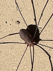 Leiobunum