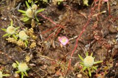 Drosera omissa