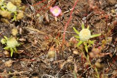 Drosera omissa