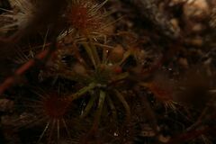 Drosera omissa
