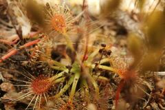 Drosera omissa
