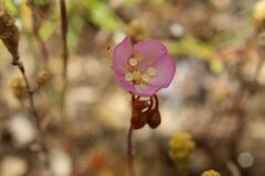 Drosera omissa