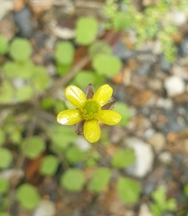 Ranunculus reflexus