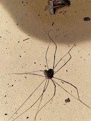 Leiobunum