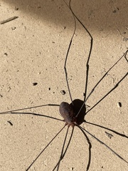 Leiobunum