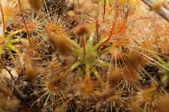 Drosera omissa