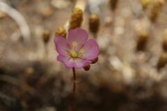Drosera omissa