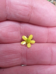 Ranunculus reflexus