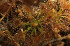 Drosera omissa