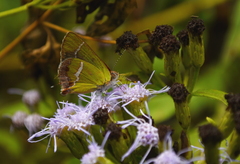 Chlorostrymon simaethis