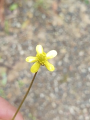 Ranunculus reflexus