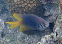 Neoglyphidodon nigroris