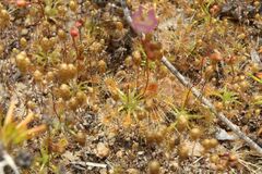 Drosera omissa