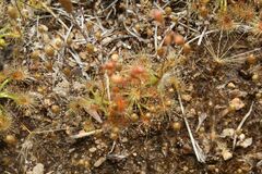 Drosera omissa