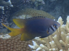 Neoglyphidodon nigroris