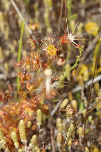 Drosera andersoniana (Drosera andersoniana)