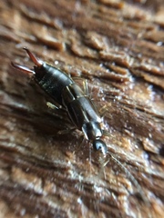 Nesogaster halli