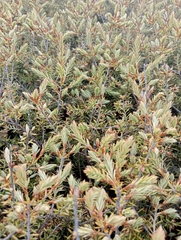 Leptecophylla juniperina