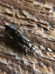 Nesogaster halli
