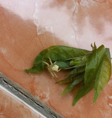 Thomisus spectabilis