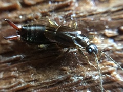 Nesogaster halli