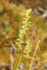 Microtis graniticola